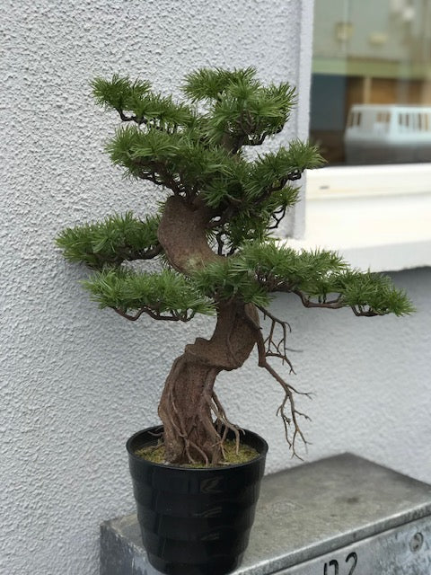 Bonsai