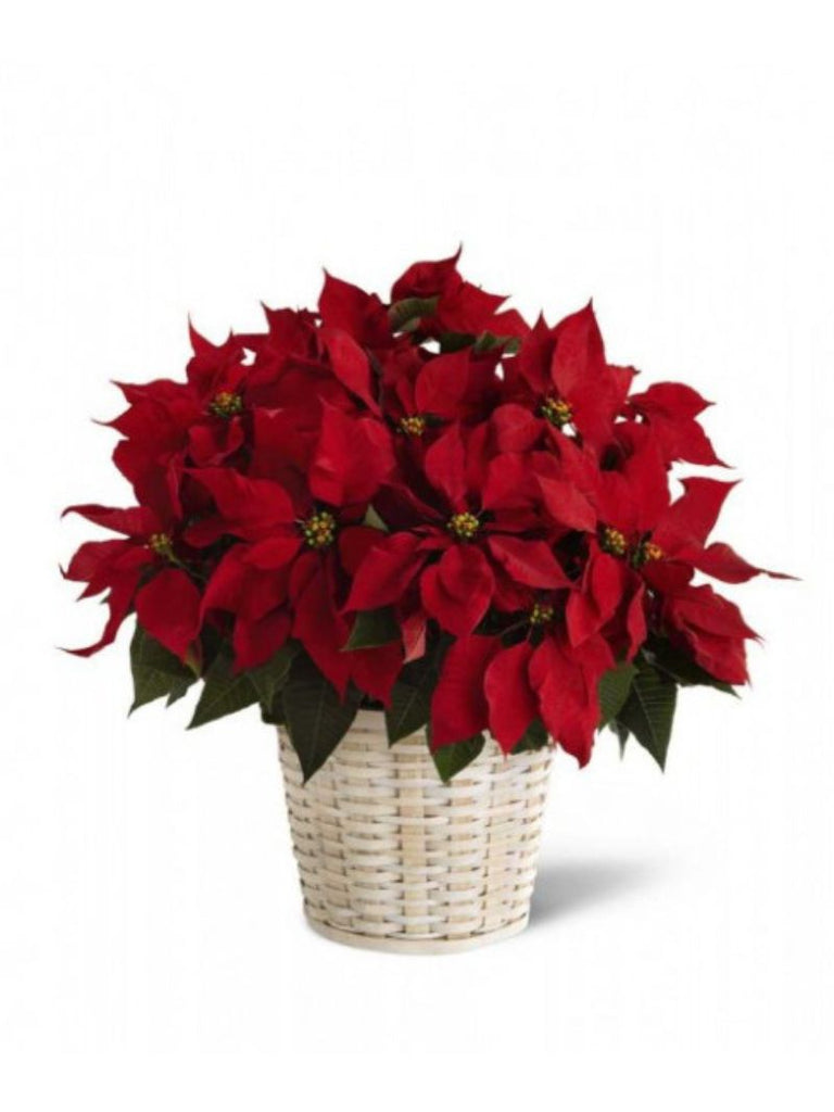 Poinsettia Plant